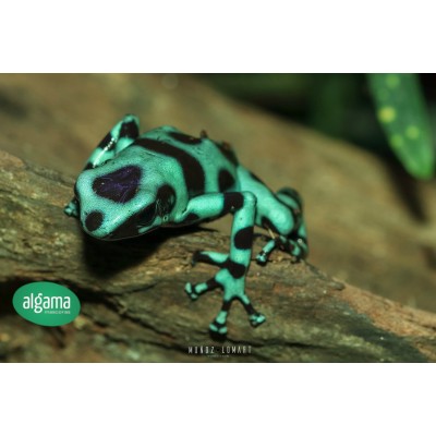 Rana Flecha verde - Dendrobates auratus 